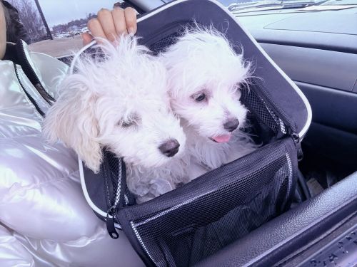 Fluff teddy bear shihpoos ***