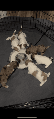 Shihpoo Pups Baton Rouge Louisiana