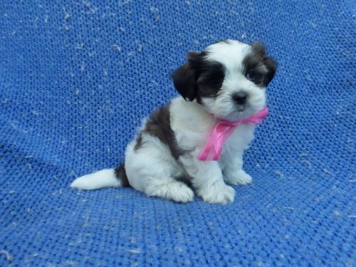 Shihpoo Puppies