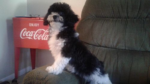 Shih poo puppy