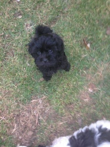 Ready Now Shihpoo Pra Clear