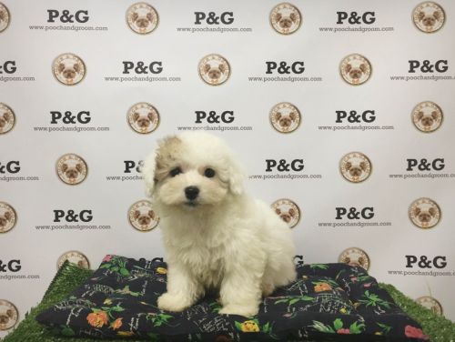 Shihpoo - Cookie - Female