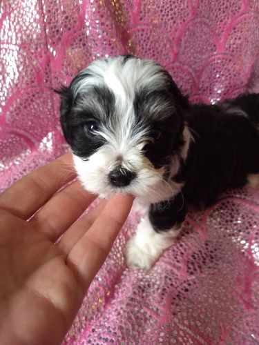Pawsitively precious Shihpoo's call/text ***