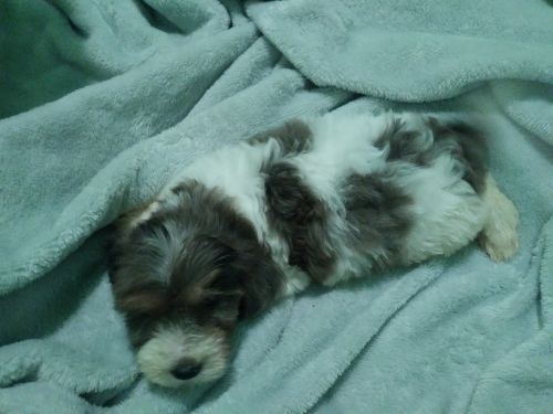Shih-poo puppies