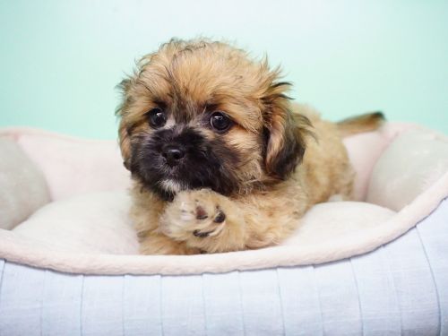 Shipoo Puppy – Female- Olla ($1,299)
