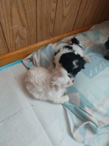 8 week old puppies need good home