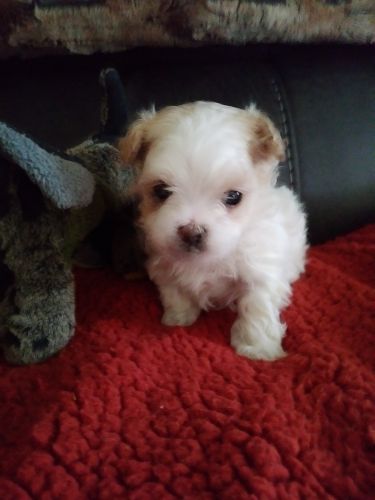 Adorable Shihpoo Puppies