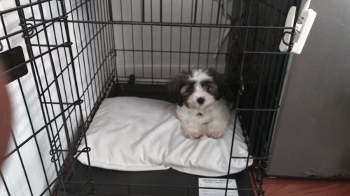 Teddy for sale 3 mo old