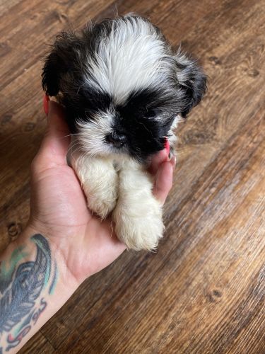 Sellin beautiful puppy’s 2 females 1 male the were born June 15