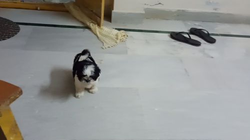 Shih Tzu Puppies for sale in Hyderabad, Telangana, India. price: 30,000 INR