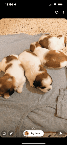 Premiums quality shitzu puppies