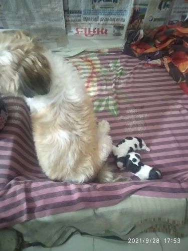 Shihtzu pupps for sale
