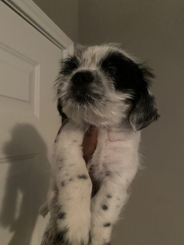 Little Elm, TX male Shih Tzu puppy