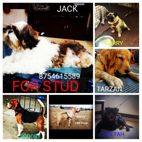 All breed dog mating service available in Chennai contact ***4 615 589