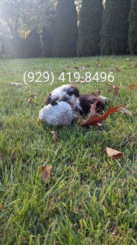 Teacups Shih tzu puppy