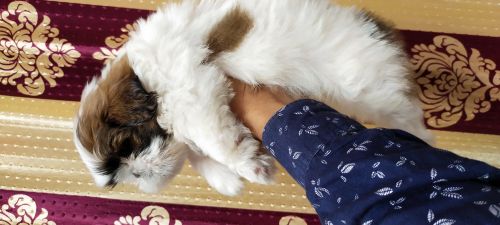 Shihtzu male puppy's available in Gurgaon