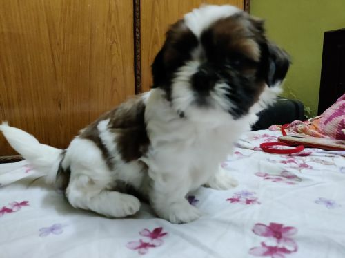 Female Shihtzu Puppy 45 daya