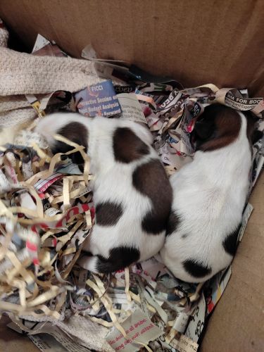 Shih Tzu Puppies for sale in Hyderabad, Telangana, India. price: 28,000 INR