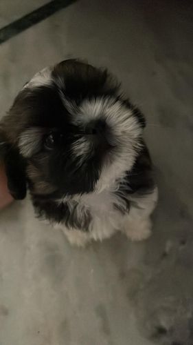 Shih Tzu Puppies for sale in Hyderabad, Telangana, India. price: 20,000 INR