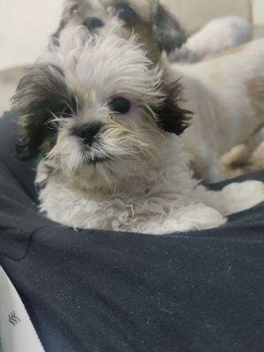 Shih Tzu Puppies for sale in Indira Park Rd, P & T Colony, Ashok Nagar, Himayatnagar, Hyderabad, Telangana, India. price: 40 INR