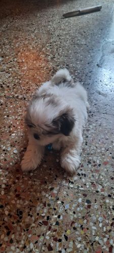 Shih Tzu Puppies for sale in Avadi Bus Depot, Bhaktavatsala Puram, Vasantham Nagar, Avadi, Tamil Nadu 600054, India. price: 19000 INR