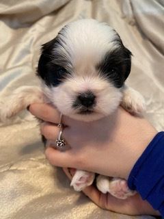 Adorable x shih tzu puppies