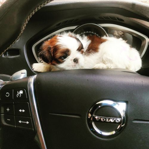 Shih Tzu Puppies for sale in Hyderabad, Telangana, India. price: 30,000 INR