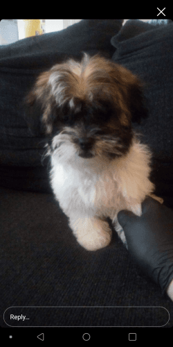 Full Breed Female Shitzu Puppy