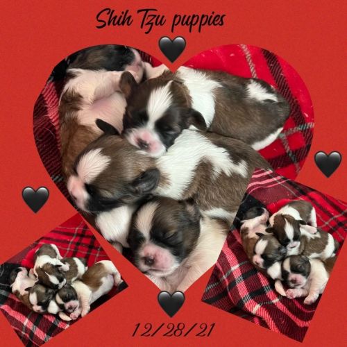 Hello! Mom and dad are both purebred AKC. Puppies were born 12/28/21 T