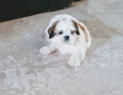 40 days old shih tzu
