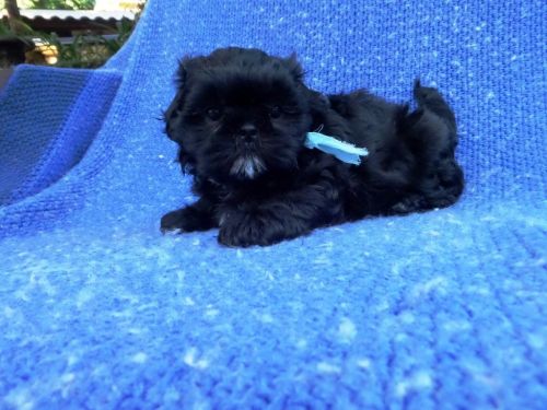 Cute Shih Tzu Puppies