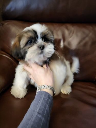 shih tzu male