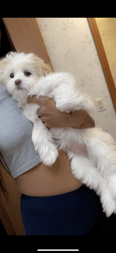 Shih Tzu Mixed With Maltese