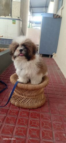 Shih Tzu Puppies for sale in Patancheruvu, Telangana, India. price: 30,000 INR