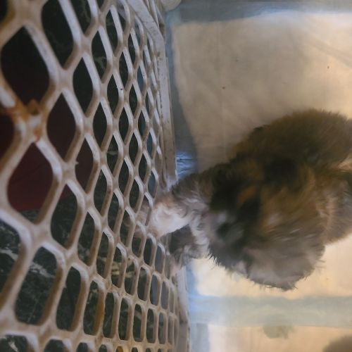 Adorable shih tzu puppies