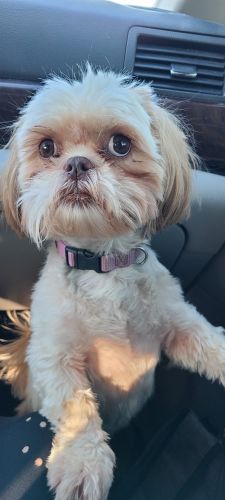 Shih Tzu Puppies for sale in Houston, TX, USA. price: $1,200