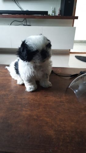 Male Shih Tzu Puppy