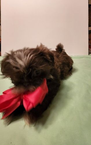 Shih Tzu Puppies for sale in Livingston, TX 77351, USA. price: $10,000