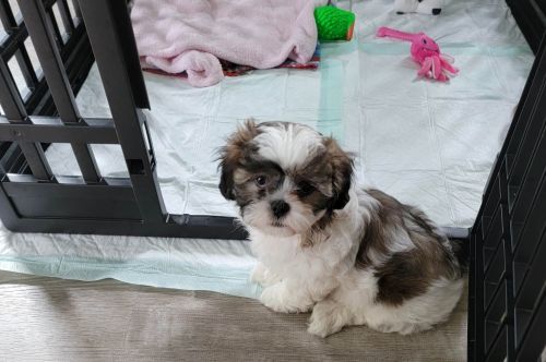 Shih Tzu Puppies for sale in Myrtle Beach-Conway-North Myrtle Beach, SC, SC, USA. price: $1,000