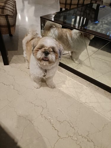 Shih Tzu of age 1.5yrs