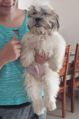 2 month baby shihtzu available