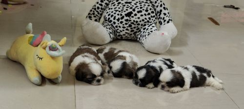 Shih Tzu Puppies for sale in Chennai, Tamil Nadu, India. price: 16500 INR