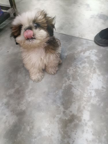 Shih Tzu Puppies for sale in Mahavir Enclave, New Delhi, Delhi, India. price: 20,000 INR
