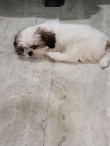 Shih Tzu Puppies for sale in Sector 63 A, Noida, Uttar Pradesh, India. price: 23,000 INR