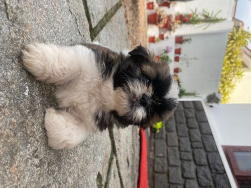 Certified Shihtzu puppies