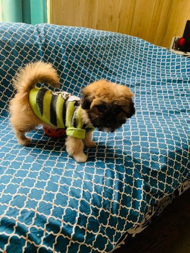 Shih Tzu Puppies for sale in Miami, FL, USA. price: $1,500