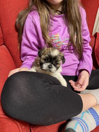 AKC registered shih Tzu’s born November 9