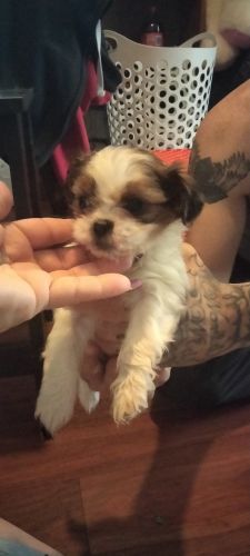 Shih Tzu Puppies for sale in Indianapolis, IN, USA. price: $800