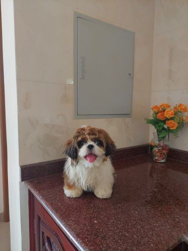Pure breed shitzu for sale