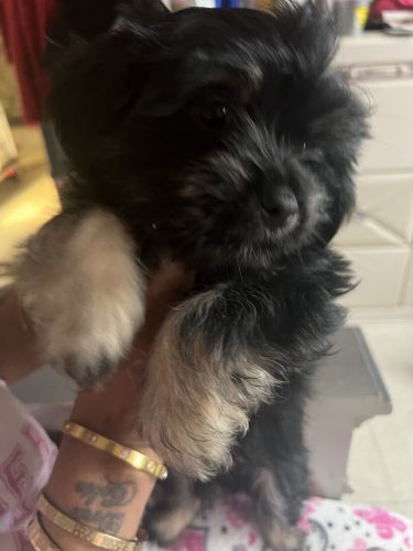 Shih Tzu Puppies for sale in The Bronx, NY 10458, USA. price: $750